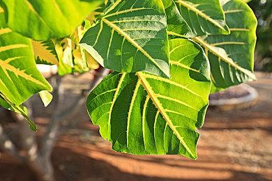 《黑道圣徒》开发商Volition即将被母公司关停