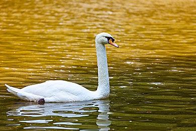 系列全新手游《游戏王CROSS DUEL》确定9月6日上线